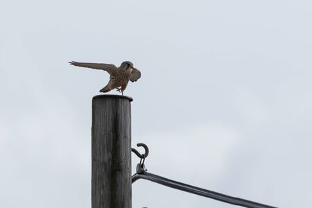 Common Kestrel landing on an electricity pylonの写真素材