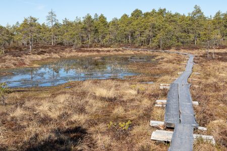 Sunny bog landscape and duckboardの写真素材
