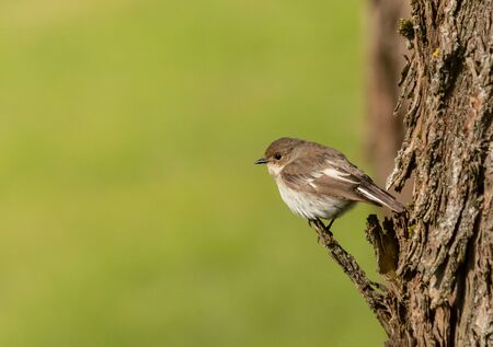 European Pied Flycatcher on a branchの写真素材