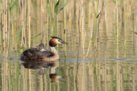 Great Crested Grebe carrying babies on its backの写真素材