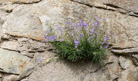 Wild flowers growing on a medieval church ruins wallの写真素材