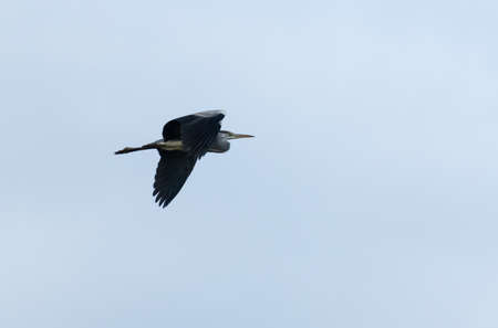 Grey heron flying in the skyの写真素材