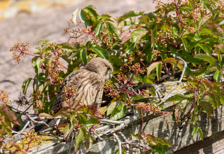 Common Kestrel on an old roofの写真素材