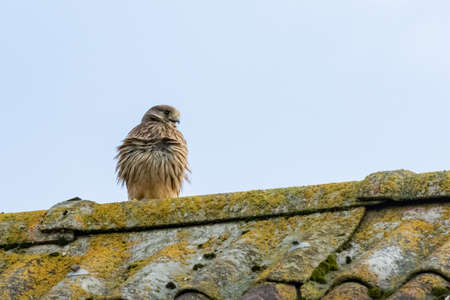 Young Common Kestrel on an old roofの写真素材