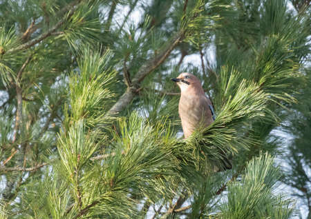 Eurasian Jay standing on a branchの写真素材
