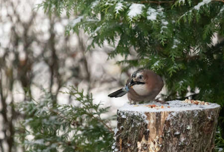 Eurasian Jay standing and eating on a stumpの写真素材