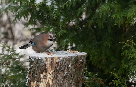 Eurasian Jay standing and eating on a stumpの写真素材