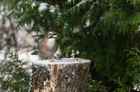 Eurasian Jay standing and eating on a stumpの写真素材