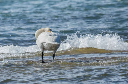 Whooper swan standing in seaの写真素材