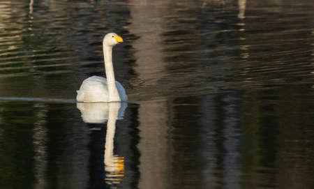 Whooper swan swimming in a lakeの写真素材