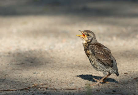 Hungry fieldfare chick standing on sand field bill openの写真素材
