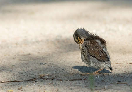 Fieldfare chick standing and scratching on sand fieldの写真素材