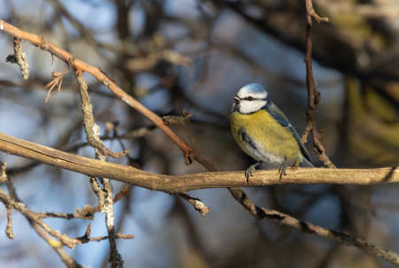 Blue tit on a branchの写真素材
