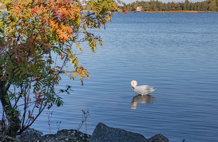 Mute swan on sunny autumn shoreの写真素材
