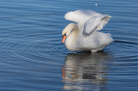 Mute swan on sunny shoreの写真素材