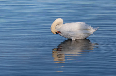 Mute swan on sunny shoreの写真素材