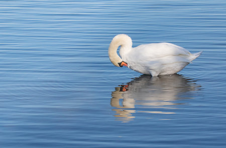 Mute swan on sunny shoreの写真素材