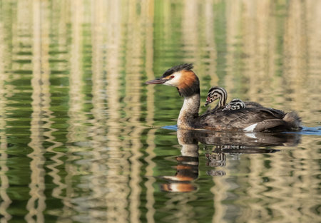 Great Crested Grebe carrying babies on its backの写真素材
