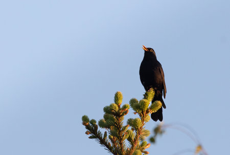 Blackbird on a bruce treetopの写真素材