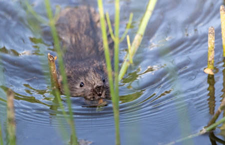 Water vole swimming with a common reedの写真素材