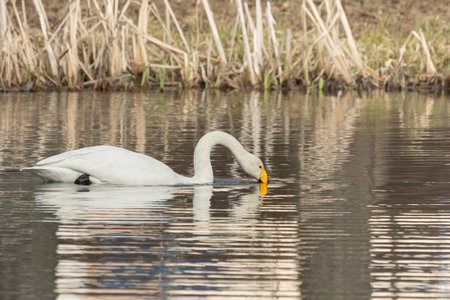 Whooper swan is swimming in a pondの写真素材