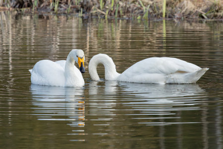 Whooper swan couple is eating in a pondの写真素材