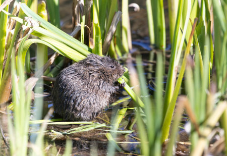 European water vole hiding and eatingの写真素材
