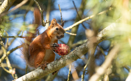 Hungry red squirrel eating a Pinus cembra coneの写真素材