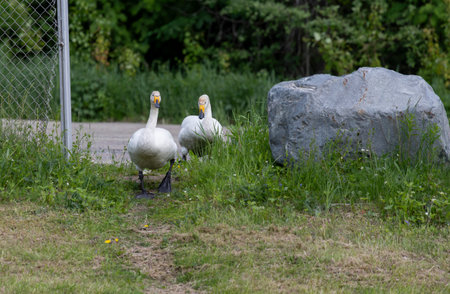 Two whooper swans on their daily walkの写真素材