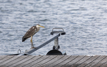 Young grey heron standing on a dock