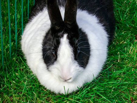 Rabbit sitting in the grassの写真素材
