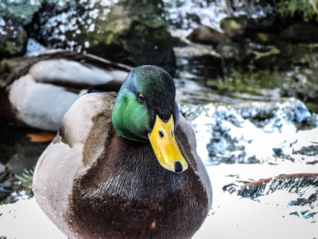Duckの写真素材