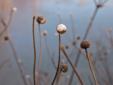 Winter Flowersの写真素材