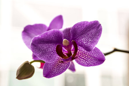 Orchids close up on white backgroudの写真素材