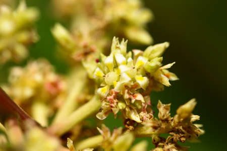 Fresh mango fruit flower on the tree. natural background.の写真素材