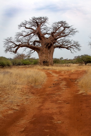 Baobab on road in South Africa in nature park on safariの写真素材