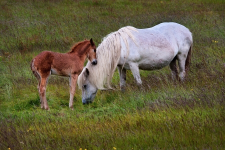 This foal seemed to be so fond of it s mother and kept touching her  She was so beautiful with her mane hanging to the ground, they are Icelandic horses の写真素材