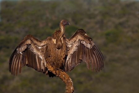 Vulture sunning itself after a good meal on branchの写真素材