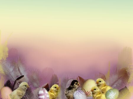 Easter background with chickens, painted eggs, feathers and pastel colorの写真素材