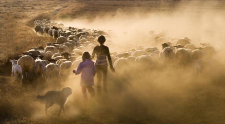 Children herding sheep up a dusty road in the  dry winterの写真素材