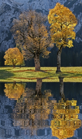 Old cracked maple trees on a valley bottom in the austrian alps, autumnal trees with back lighting and water reflectionの写真素材