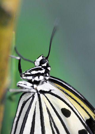 Closeup of sitting black and white structured tropical butterfly, Lepidoptera Idea leuconoe の写真素材