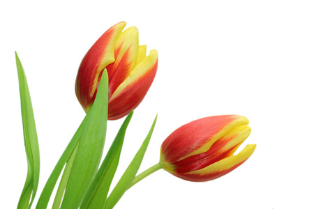 Two fresh tulips red and yellow colored, isolated on white backgroundの写真素材