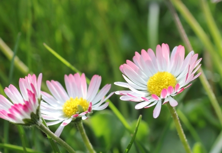 closeup of daisy flower at garden lawnの写真素材