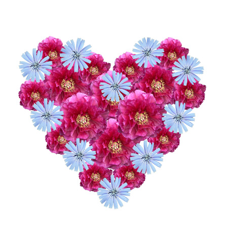 Flower heart made of cutout peony and corn flowers on white backgroundの写真素材