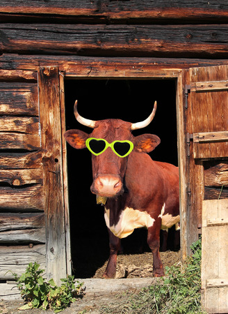 Funny cow with heart shaped eye glasses in a cow barn doorの写真素材