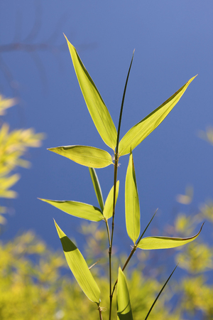 Bright bamboo leaves against blue skyの写真素材