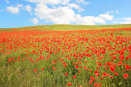 Red poppy field against blue sky with clouds, summer landscapeの写真素材