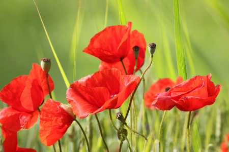 Red poppy flowers and seed capsules in the green grass, summerlike landscapeの写真素材