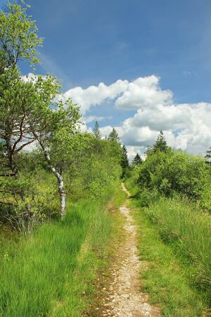  Footpath through bogland, nature protection area, bavarian landscapeの写真素材